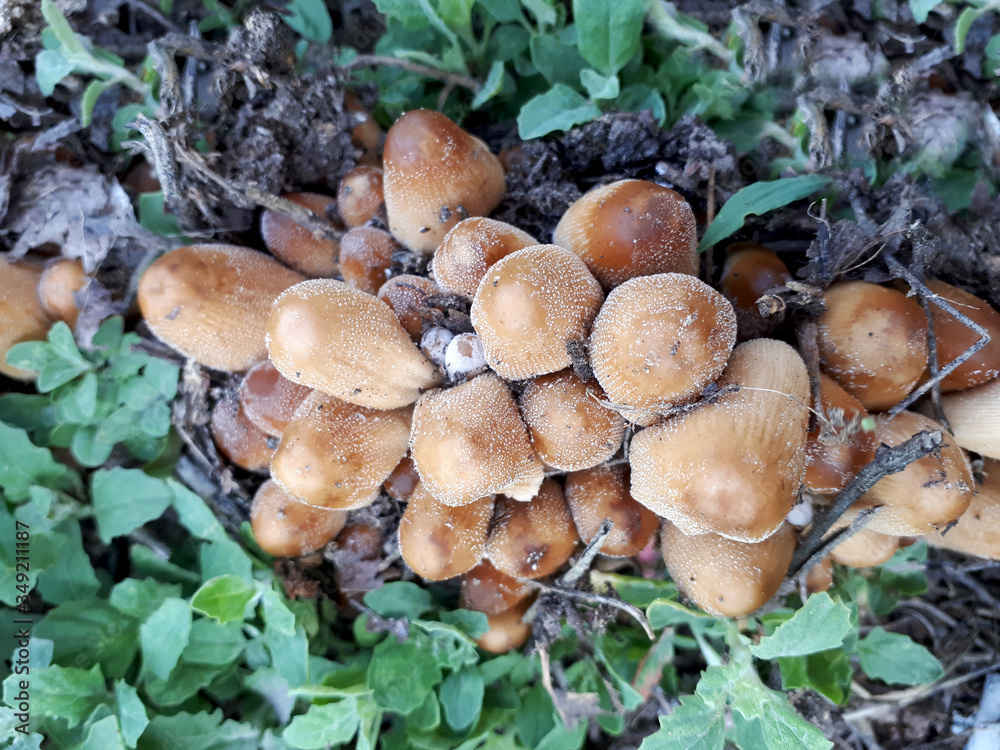 Spring mushrooms. Poisonous toadstools grown after the rain in the young green grass. Lush vegetation. Spring mushrooms. Poisonous toadstools grown after the rain in the young green grass. Lush vegetation.