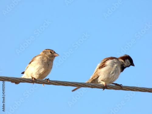  SPARROW  BIRD  INDIAN-BIRD  CUTE  LOVE  LOVELY  BRIGHT © APOORVA