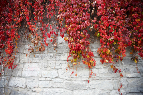 beautiful plant with red leaves grows on a stone wall