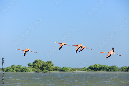 flock of flamingos, unusual pink birds, landscape flamingo travel