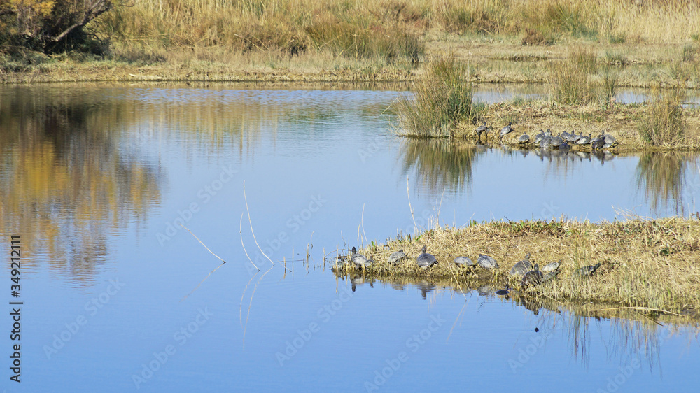 Two turtles sit on a dry fallen tree by the river and bask in the sun. Two turtles sit on a dry fallen tree by the river and bask in the sun.