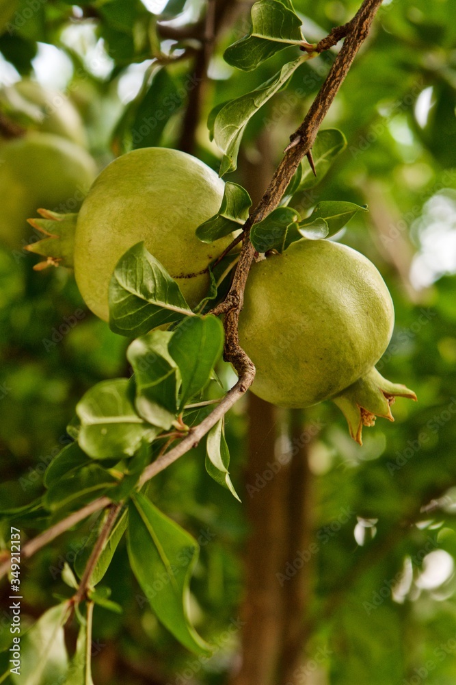 pomegranates on a tree with green leaves pomegranates on a tree with green leaves
