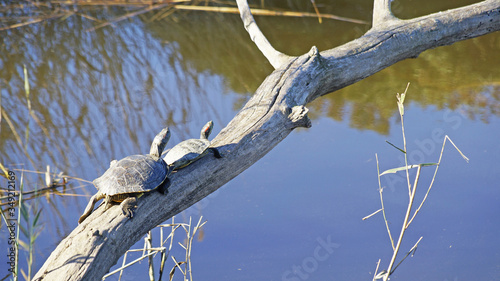 Two turtles sit on a dry fallen tree by the river and bask in the sun. photo