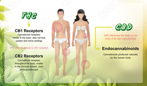 thc and cbd work in my body and CB1 CB2 receptor,how hemp can help your body benefits of cannabis infographic