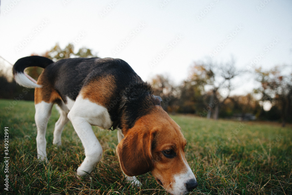 beagle, dog, pet, animal, puppy, cute, canine, grass, brown, white, hound, portrait, breed, young, adorable, mammal, doggy, pedigree, pup, domestic, sitting, purebred, dogs, nose, friend