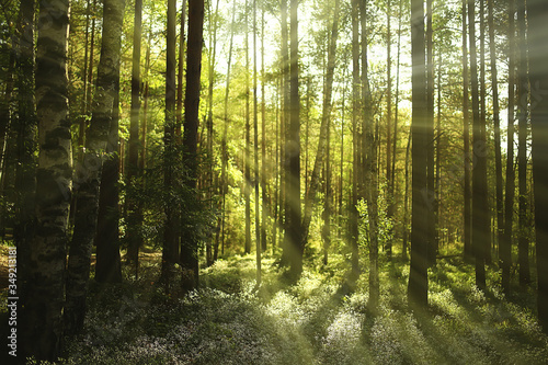 sun rays in coniferous forest  abstract landscape summer forest  beautiful wilderness nature