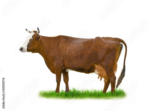 Brown cow standing on grass isolated on a white