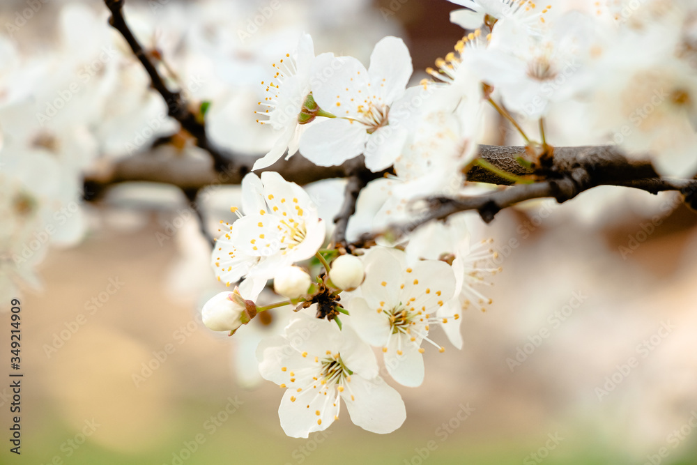 flowering trees, pollination by bees flowering trees, pollination by bees
