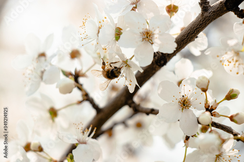 flowering trees, pollination by bees © Vladimir