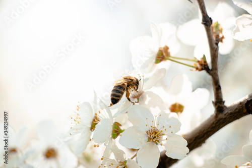 flowering trees, pollination by bees