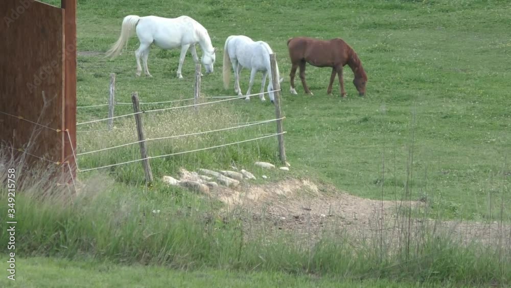 horses grazing in the mountains surrounded by greenery horses grazing in the mountains surrounded by greenery