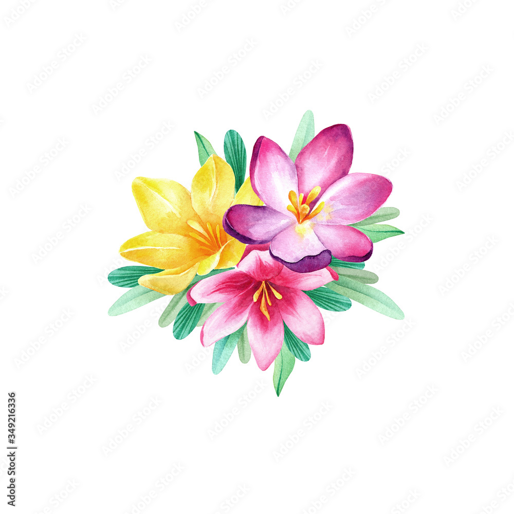 Watercolor pink, violet, yellow 
bouquet of crocuses on white backgrond isolated. Nice spring elements for textile, cards, posters and another printed products design. Lovely, colorful, spring flowers