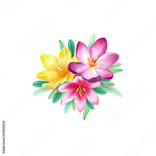 Watercolor pink  violet  yellow  bouquet of crocuses on white backgrond isolated. Nice spring elements for textile  cards  posters and another printed products design. Lovely  colorful  spring flowers