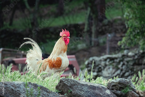 Photos Gallo marron paseando por el campo libre