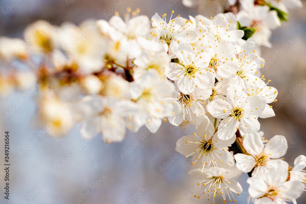 flowering trees, pollination by bees