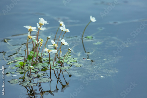 Flores blancas y amarillas flotantes en un lago