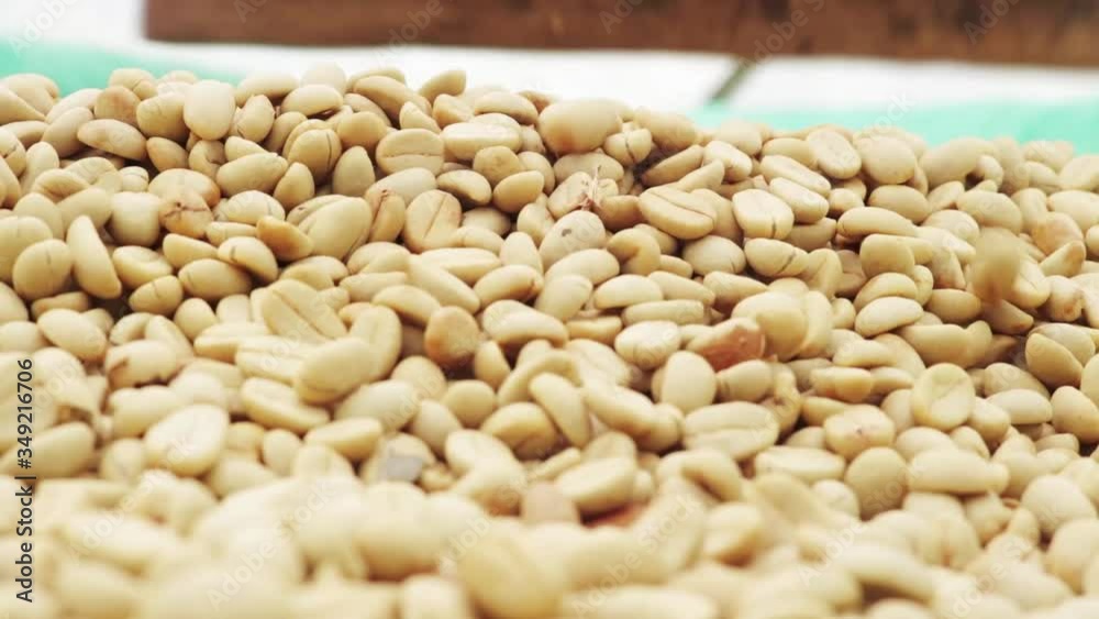 Organic coffee farm. Close up of fresh coffee berries being transformed 