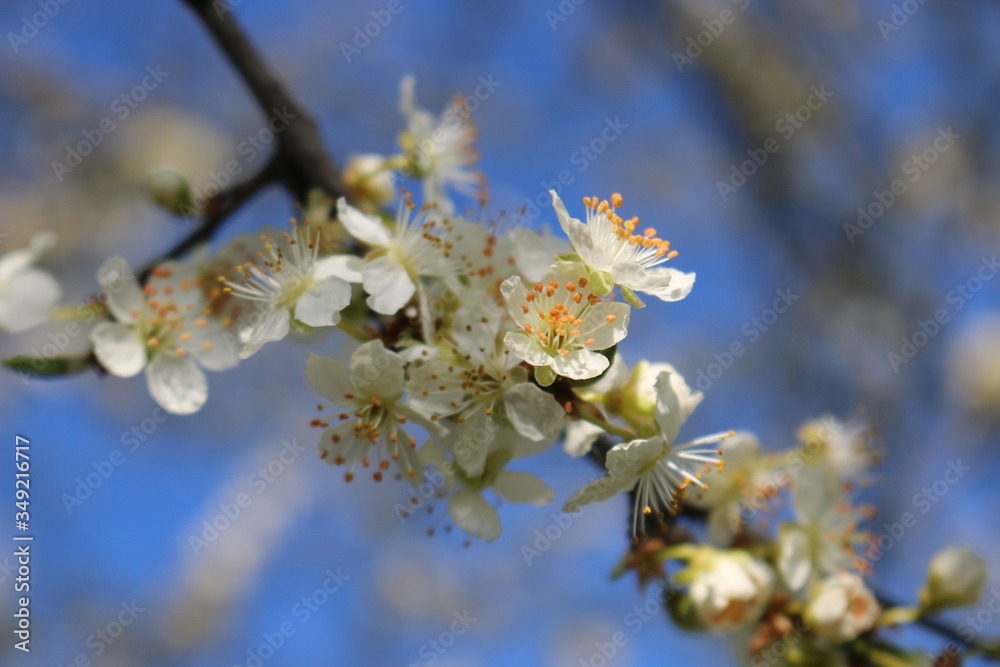 White cherry flowers close-up on a twig against a clear blue sky on a Sunny day.