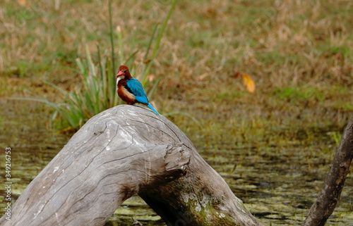 Beautiful kingfisher waiting for its prey.