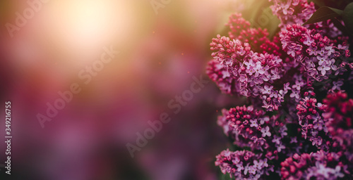 flowers of a lilac in natural light with space for text