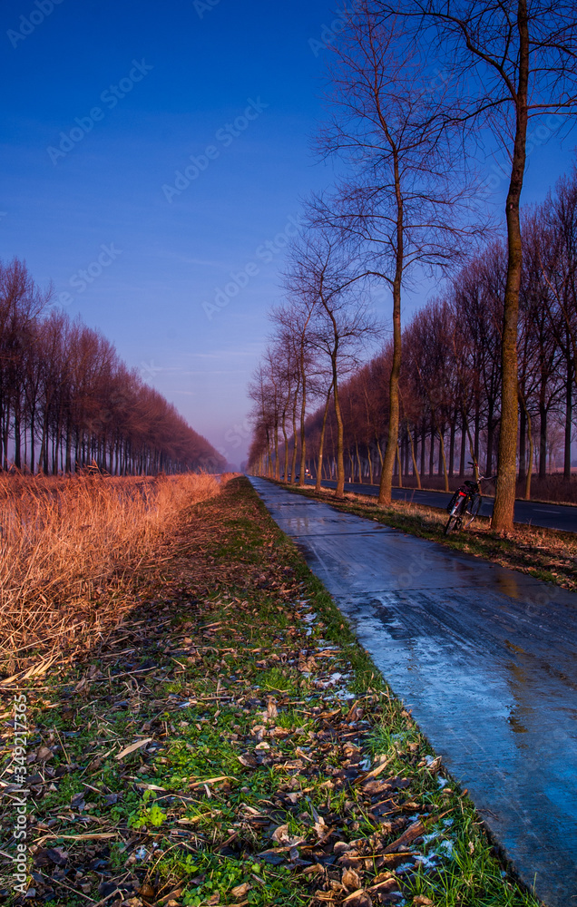 lane of trees between Brugges and Dammes lane of trees between Brugges and Dammes