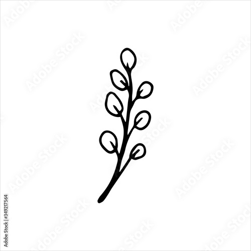 Plants, willow twig, flowers . Cute drawing by hand. Vector illustration in doodle style. Isolate on a white background.