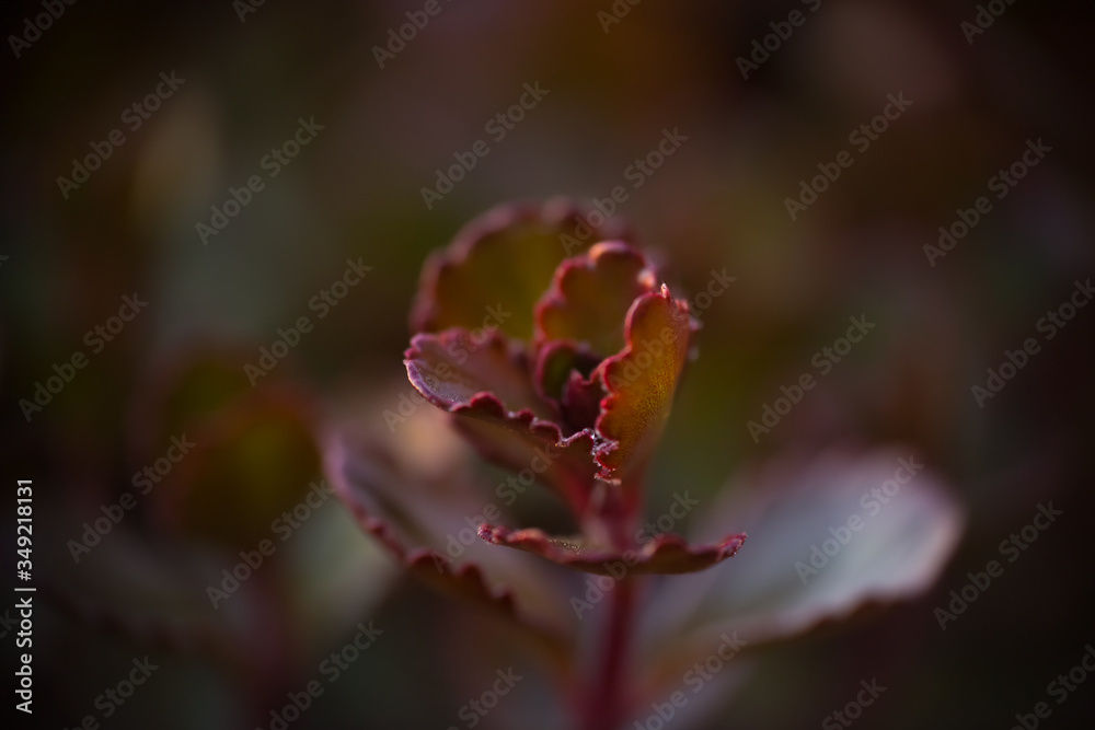 Sedum Red Carpet, Rozchodnik, szczytowe liście rośliny z małymi kropelkami wody Sedum Red Carpet, Rozchodnik, szczytowe liście rośliny z małymi kropelkami wody