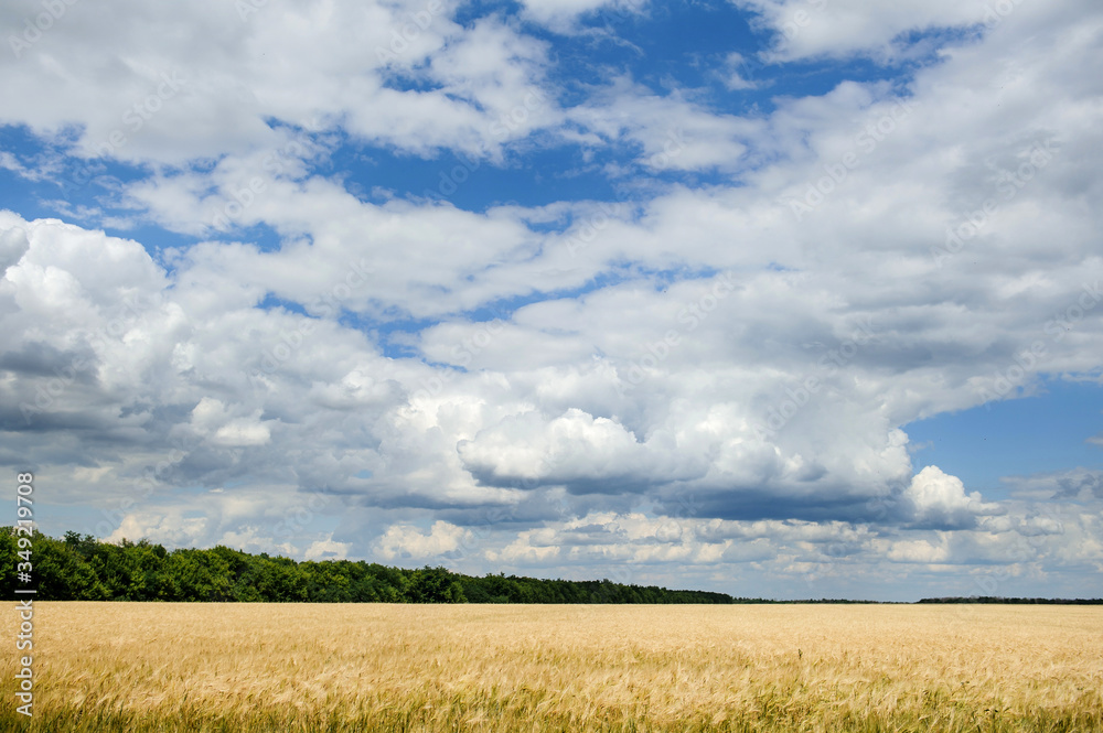 Landscape with a field of wheat, trees and clouds in the blue sky.