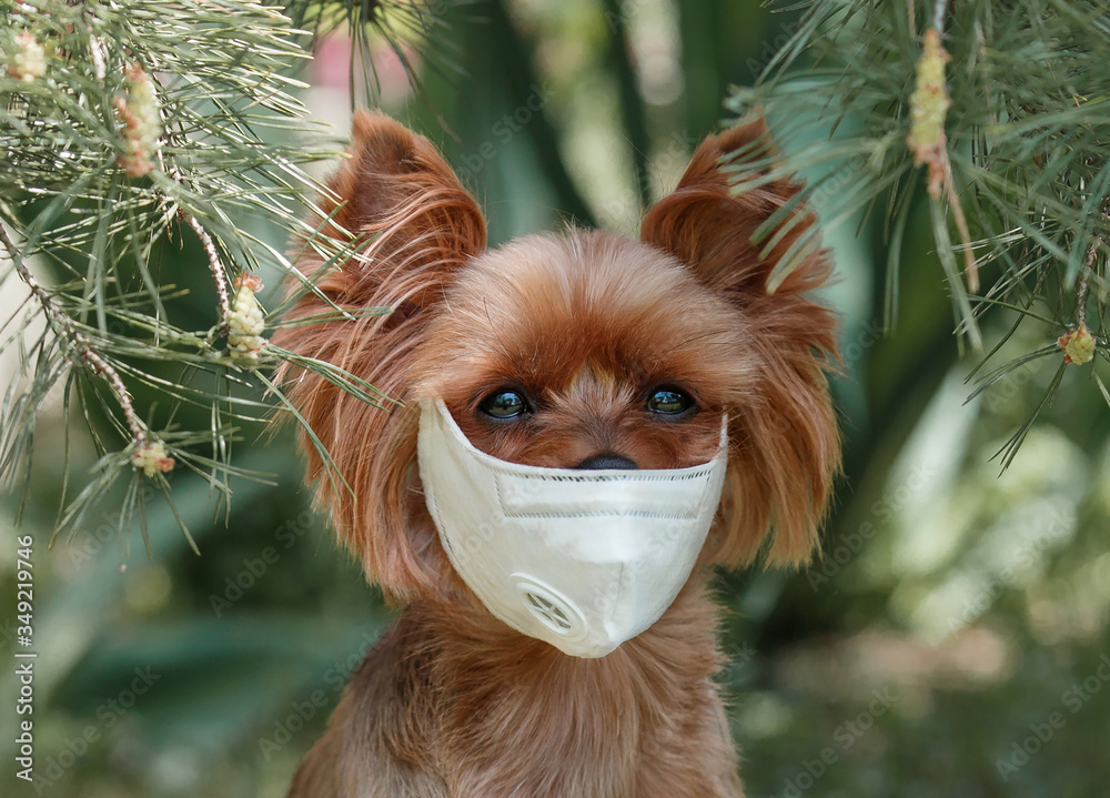 Naklejka premium Coronavirus Dog in Medical Protective Mask isolated.Small puppy York walks in a respirator and is sad because of the virus against the background of nature