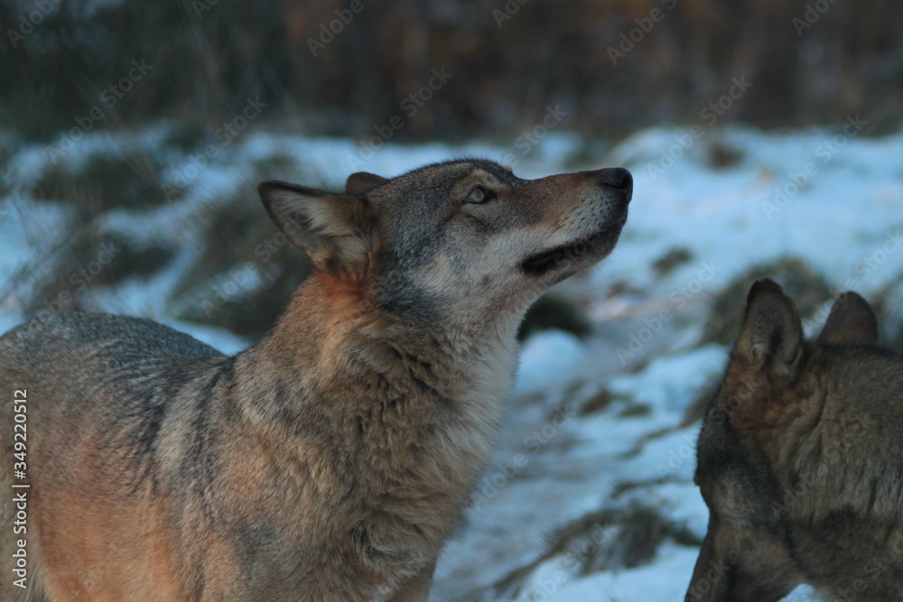 Obraz premium wolf 2