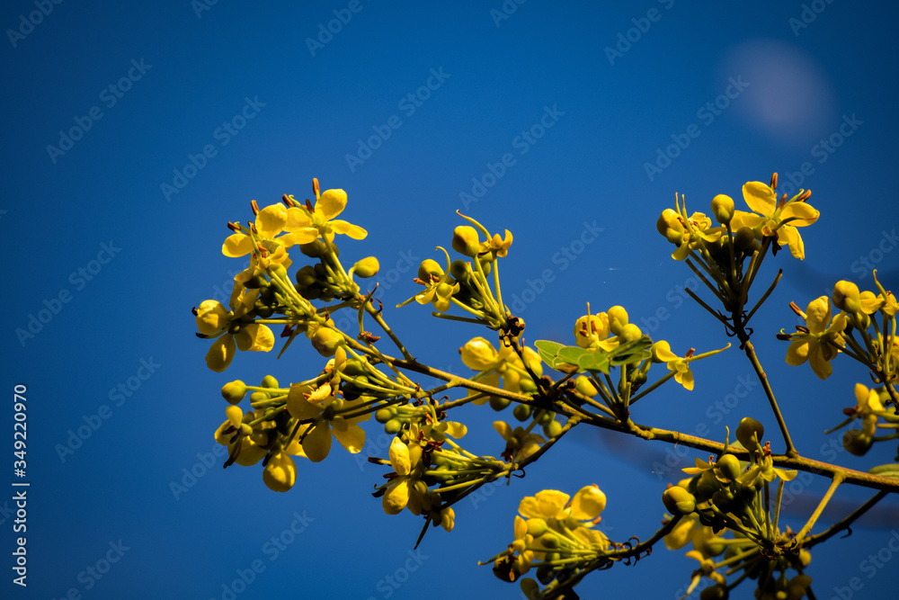 shot of bright yellow flower in the glow of sunlight shot of bright yellow flower in the glow of sunlight