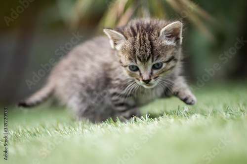 GATOS CON MENOS DE UN MES