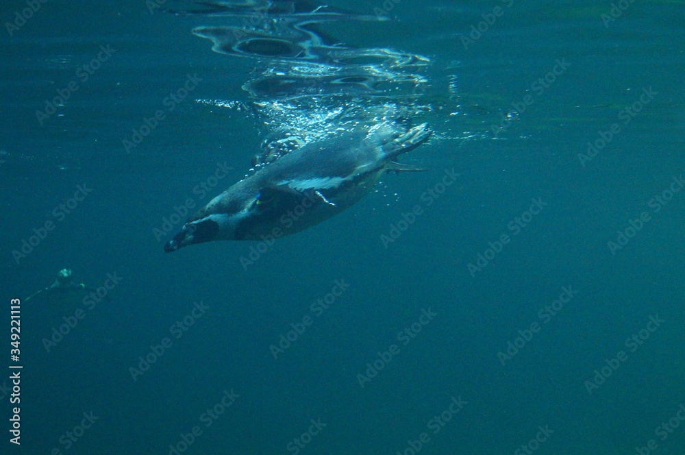 Fototapeta premium Pinguin