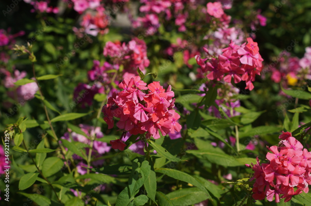 Pinke Blumen