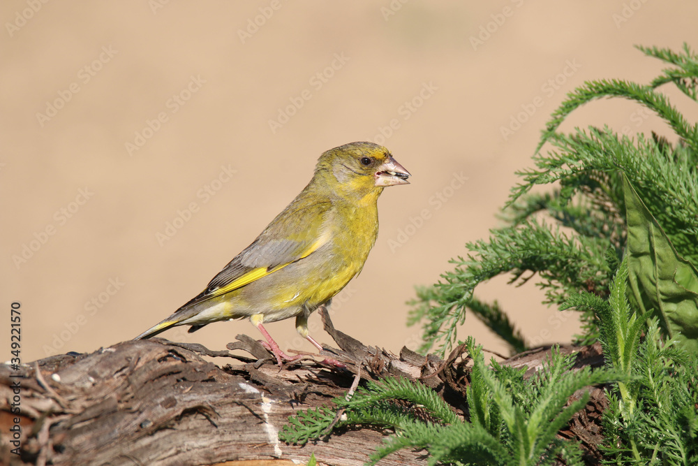 European greenfinch holding sunflower in beak European greenfinch holding sunflower in beak