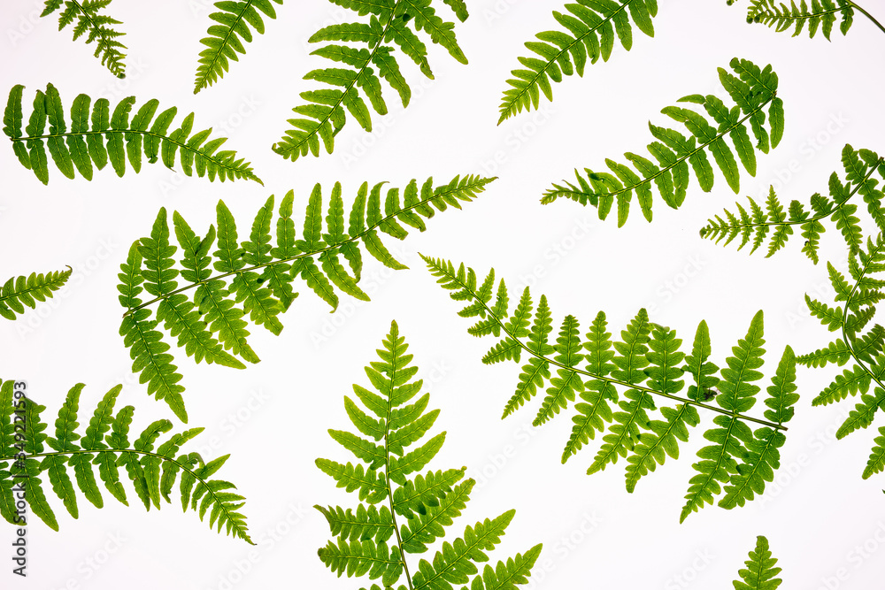 Top view of green tropical fern leaves isolated on white background. . Minimal summer concept with fern leaf. Flat lay