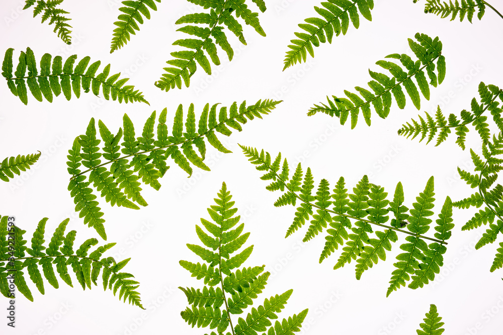 Top view of green tropical fern leaves isolated on white background. . Minimal summer concept with fern leaf. Flat lay Top view of green tropical fern leaves isolated on white background. . Minimal summer concept with fern leaf. Flat lay
