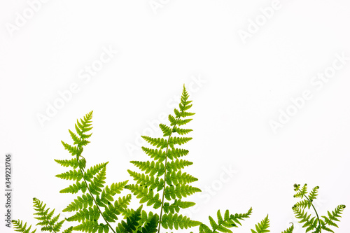 Top view of green tropical fern leaves isolated on white background. . Minimal summer concept with fern leaf. Flat lay
