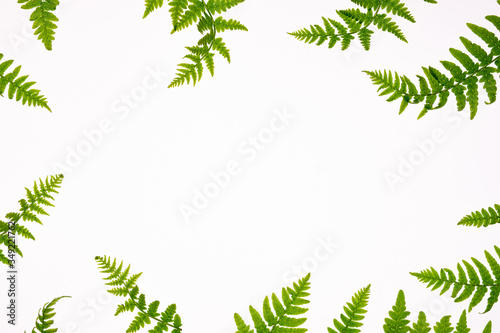 Floral composition with copy space in center. Green leaves of fern on white background. Aromatherapy, green natural cosmetics concept. Flat lay, top view.