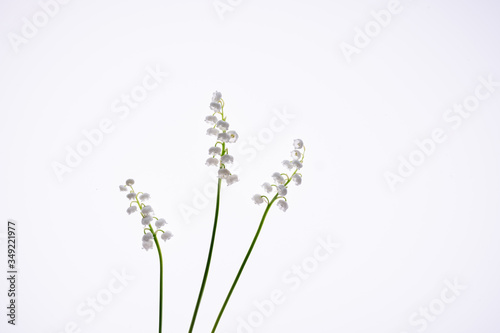 White flowers lilies of the valley isolated on white background.  Flower pattern.