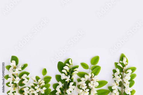 Flatley with white flowers on a white background.