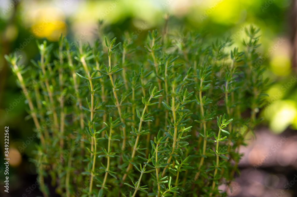 Organic aromatic herb thyme growing in garden