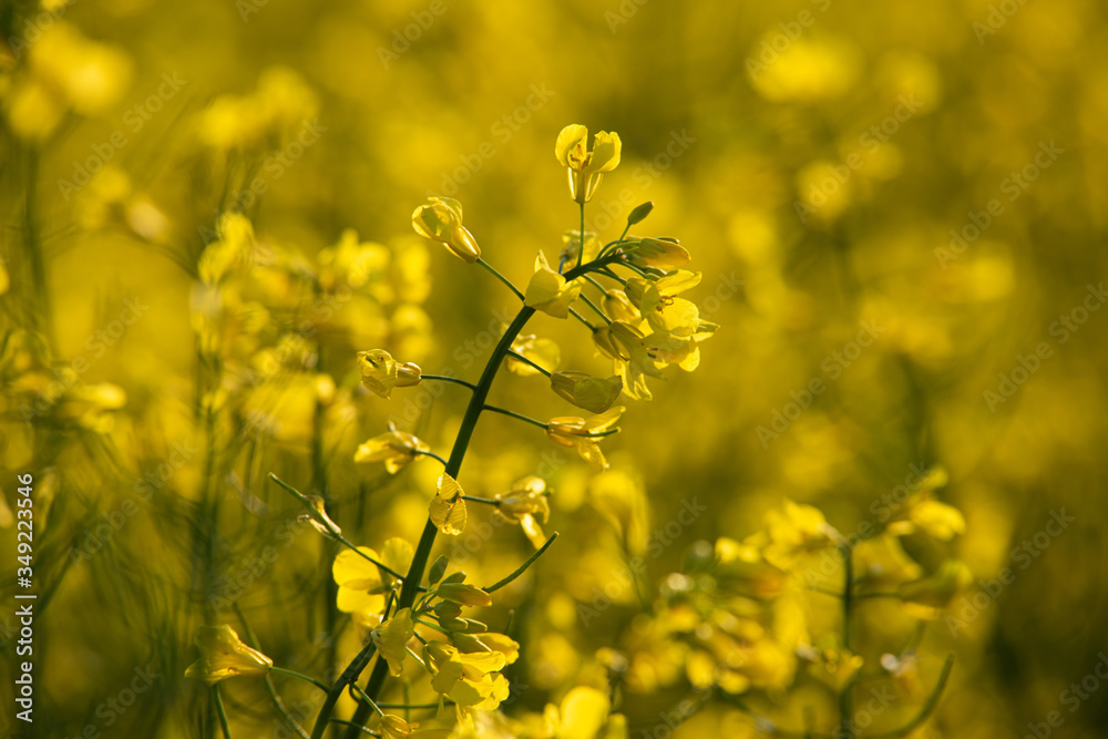 Obraz premium Rzepak