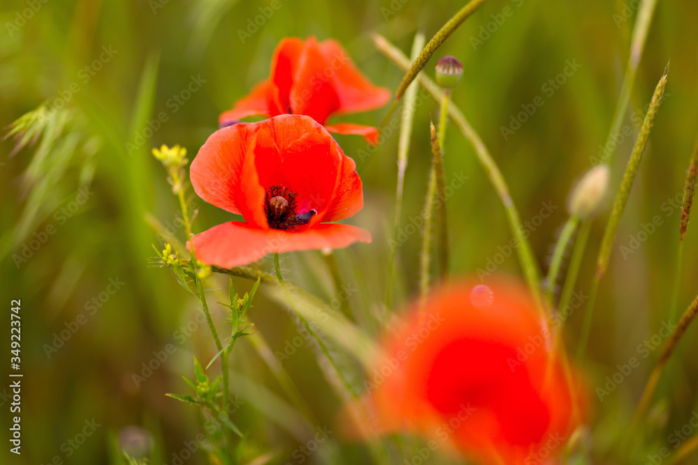 Flowers Red poppies blooming in the wild field. Glade of red poppies. Lone poppy Soft focus blur Flowers Red poppies blooming in the wild field. Glade of red poppies. Lone poppy Soft focus blur