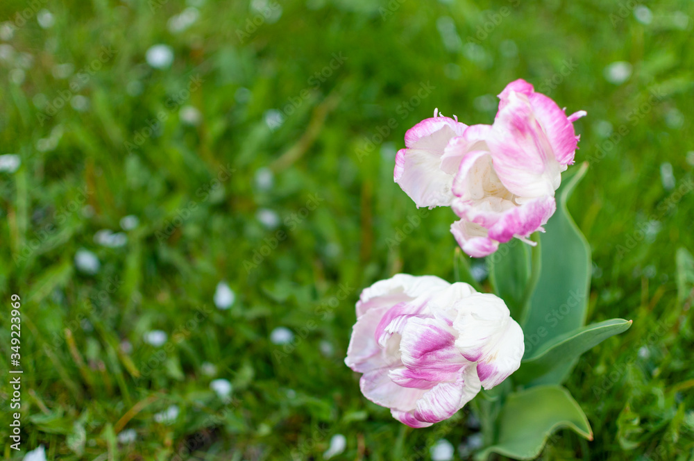 A white-purple blooming tulip flowers on a blurred grass background.