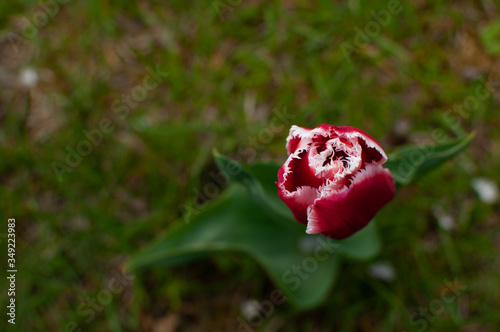 Dark-pink blooming tulip flower on a blurred spring grass background.