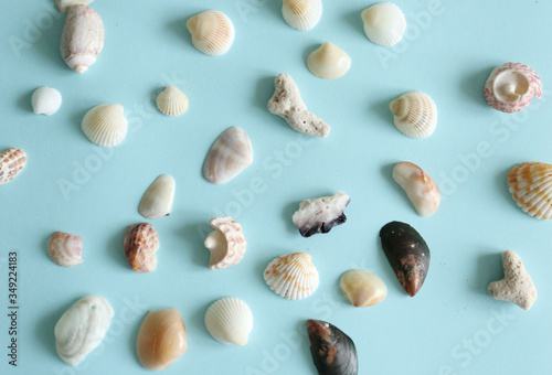 sea shells of different colors and shapes are laid out on a light blue background. Marine theme, shells cast a shadow.