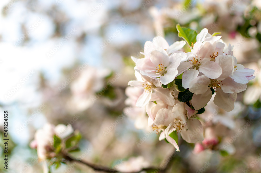 Obraz premium Blooming apple blossom on a spring sunny day.