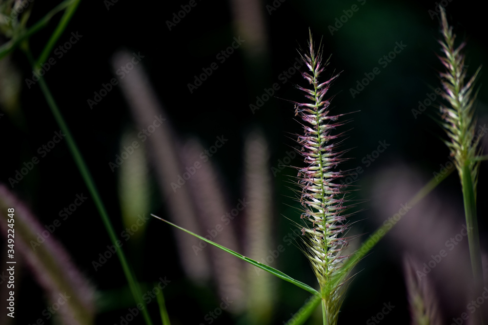 shot of desho grass which is pink shot of desho grass which is pink