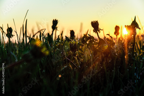 dandelions in the field in summer